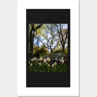 Springtime Tulips in Central Park New York City Posters and Art
